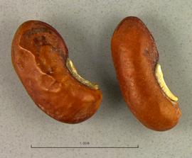   Seeds:   Vigna unguiculata ; Photo by B. Petty, USDA APHIS PPQ, imageID.idtools.org
